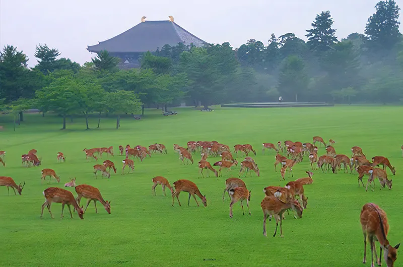 奈良公園