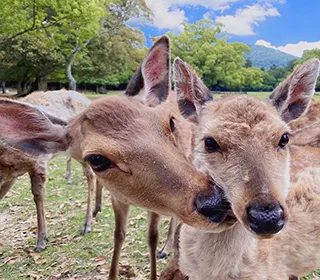 奈良公園の鹿さん