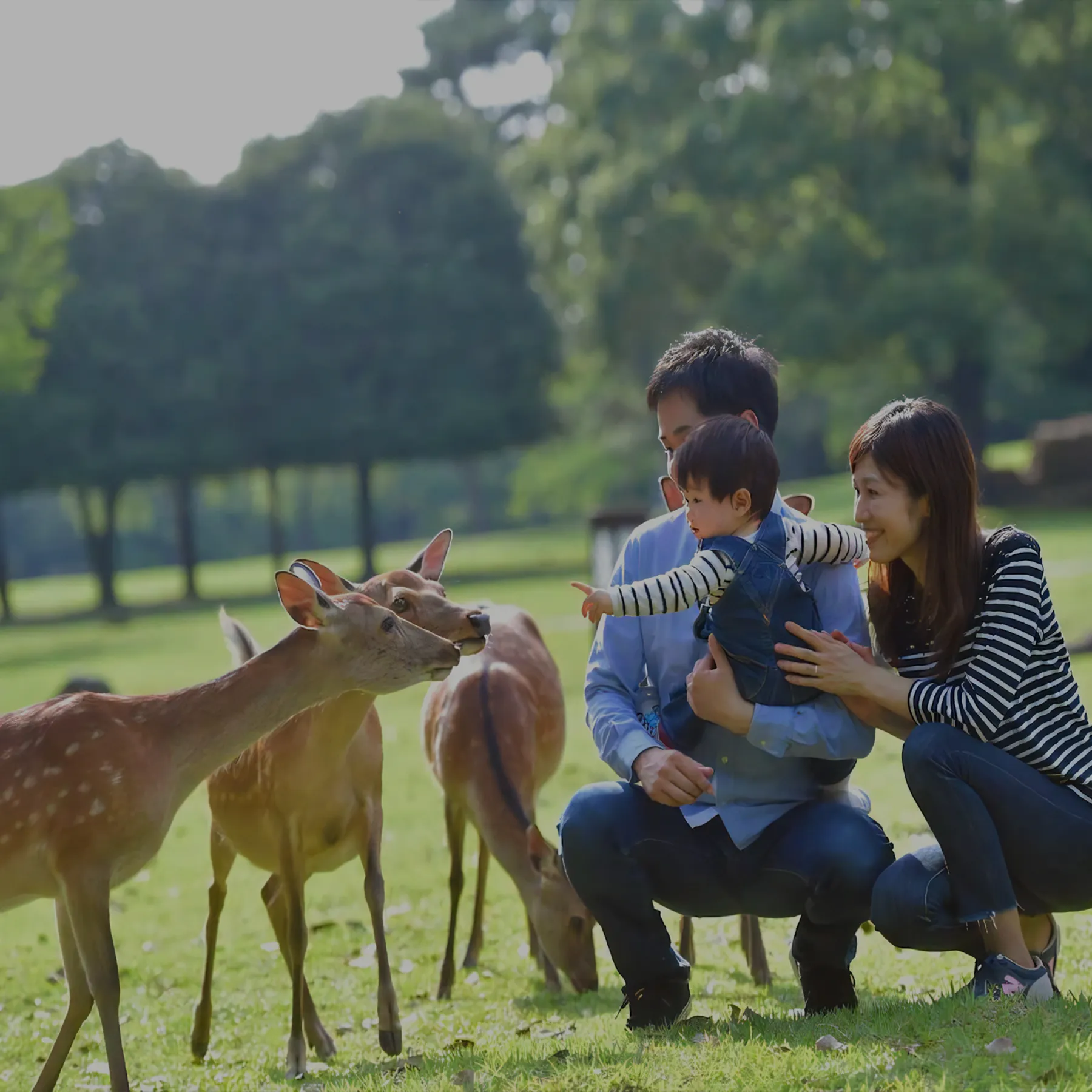 奈良公園イメージ