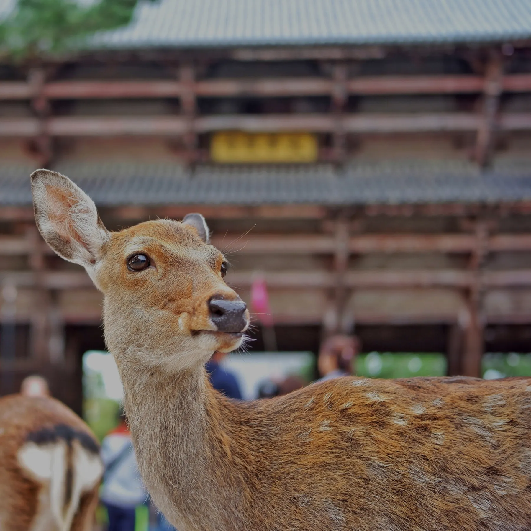 奈良公園の鹿さん