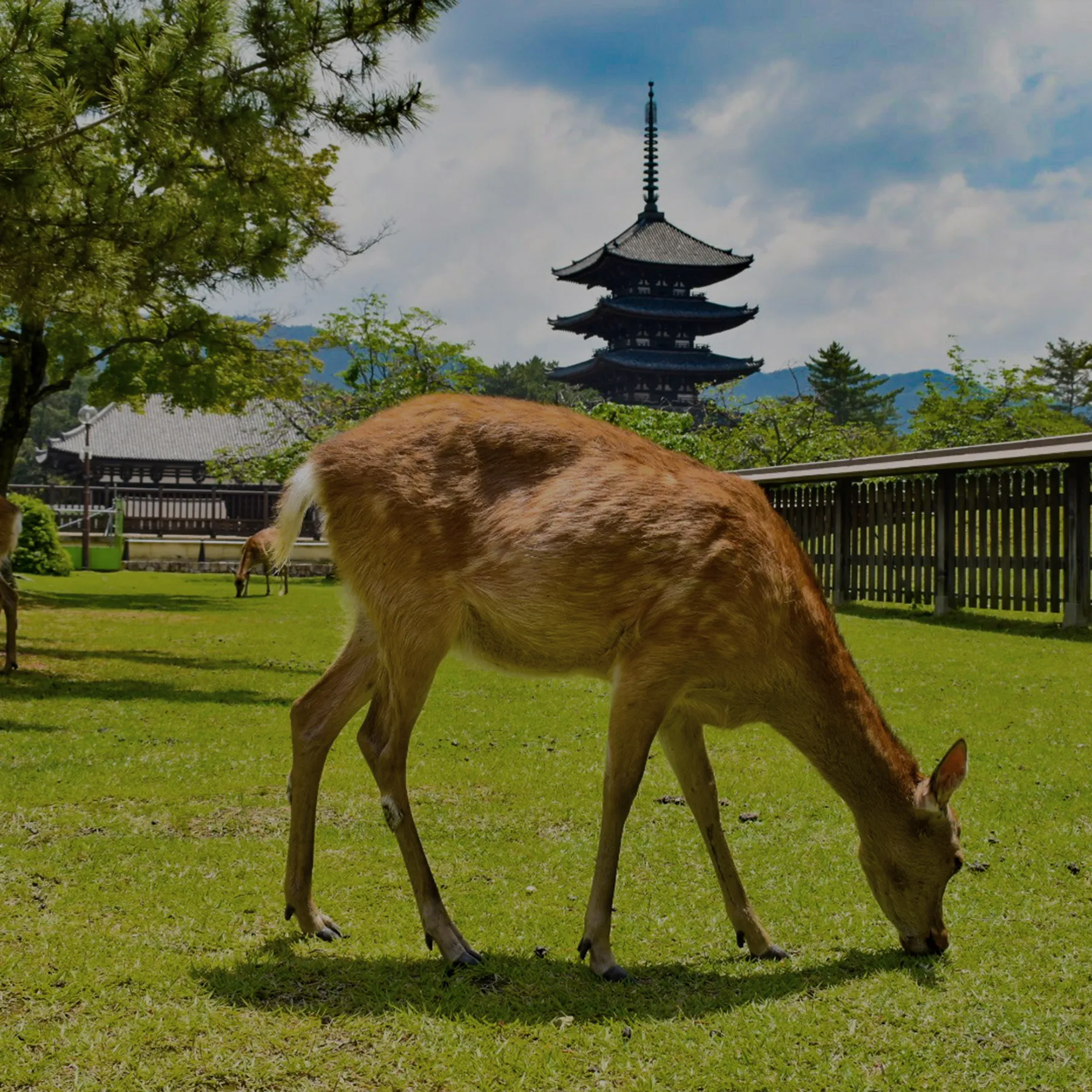 奈良公園の鹿さん