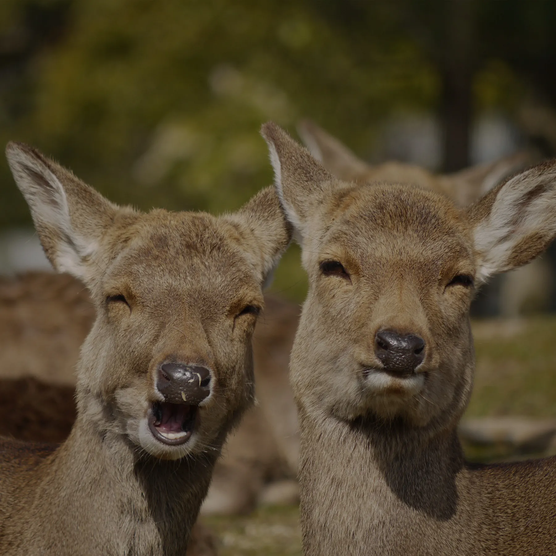 奈良公園の鹿さん