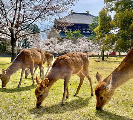 奈良公園