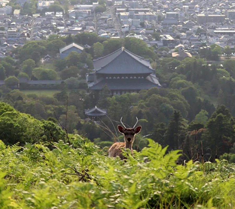 若草山